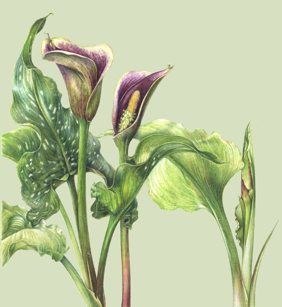 Original Coloured Pencil Art Piece by Kim Johnston - Arum Lily