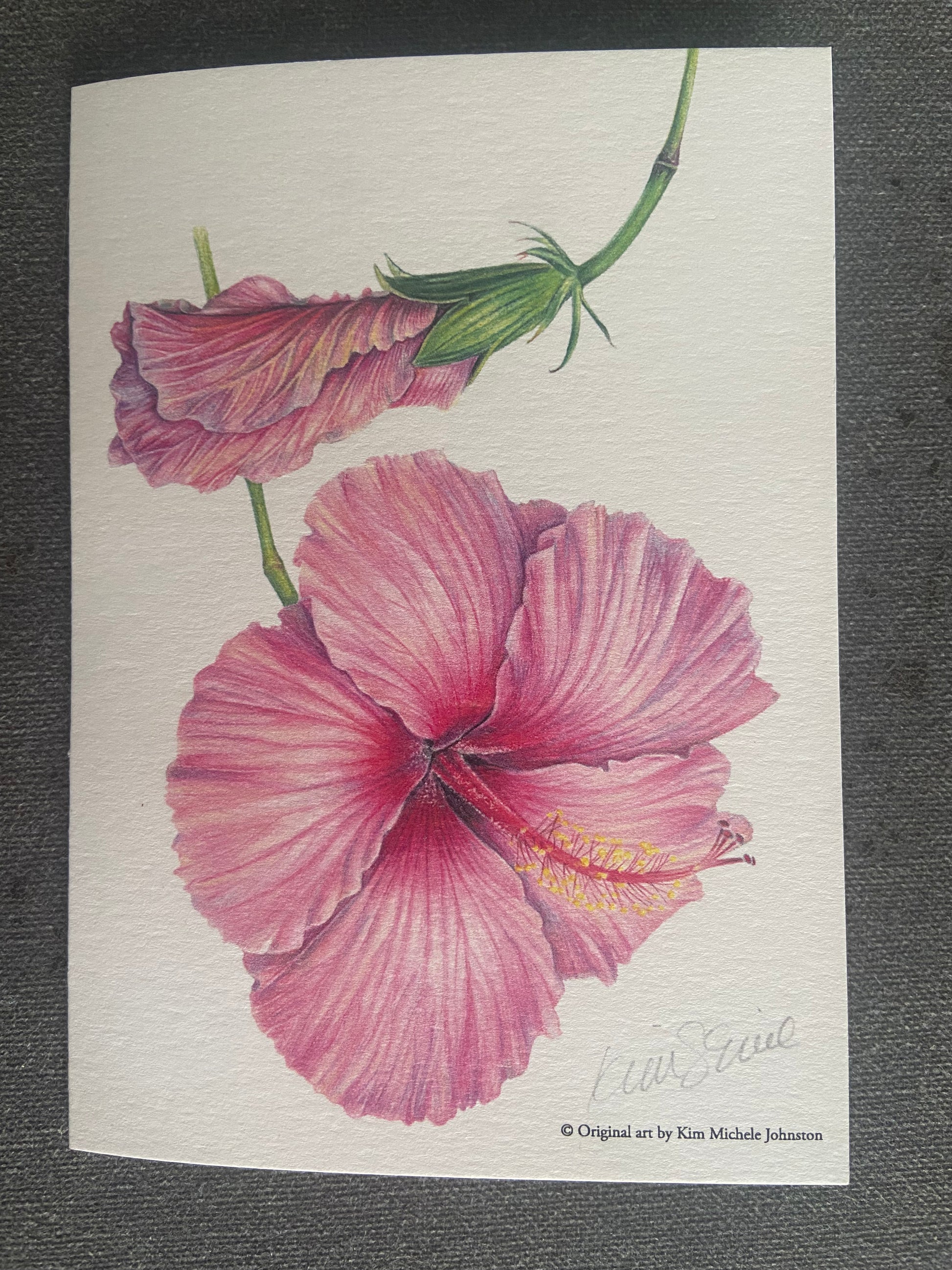 Pink Hibiscus rosa-sinensis botanical artwork greeting card by Kim Michele Johnston