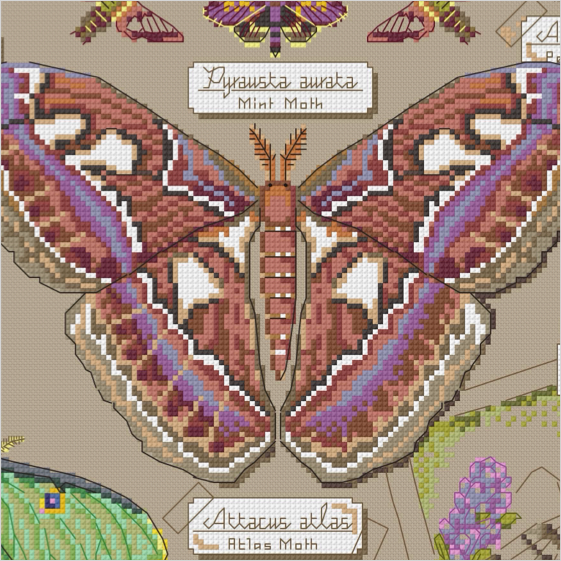 A counted cross-stitch style moth pattern design zoom in featuring a large brown and purple Atlas moth in the center, with smaller moths at the top and labels reading 'Pyrausta aurata Mint Moth' and 'Attacus atlas Atlas Moth' on a beige fabric-like background.