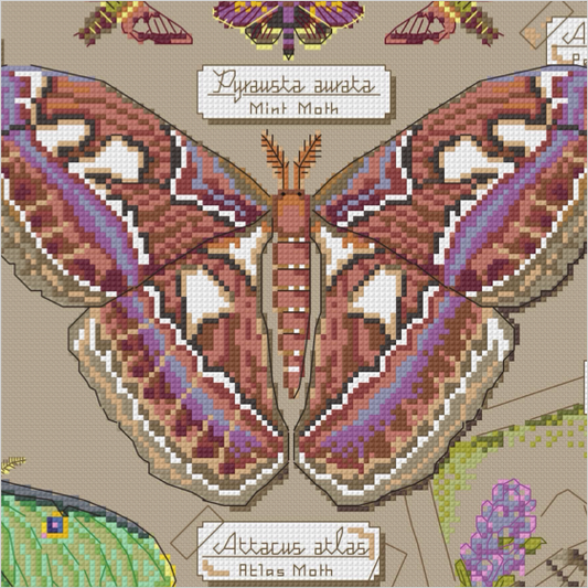 A counted cross-stitch style moth pattern design zoom in featuring a large brown and purple Atlas moth in the center, with smaller moths at the top and labels reading 'Pyrausta aurata Mint Moth' and 'Attacus atlas Atlas Moth' on a beige fabric-like background.