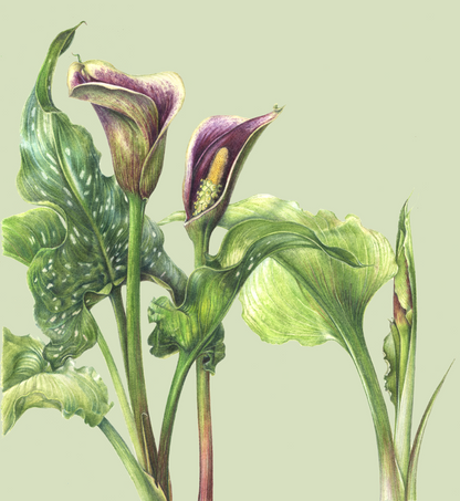 Original Coloured Pencil Art Piece by Kim Johnston - Arum Lily