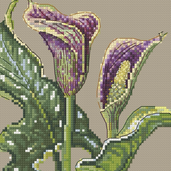 Cross-stitch zoom in illustration of two arum/ calla lilies with green leaves on a beige background.